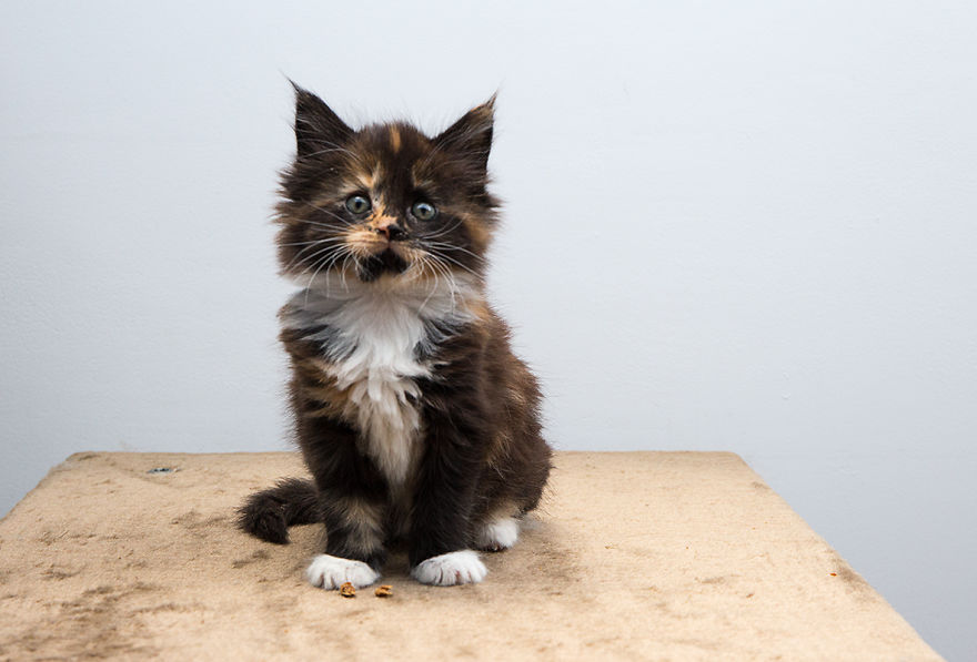 Maine Coon Kittens 7 Weeks Old...