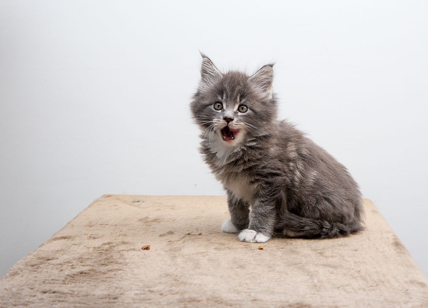 Maine Coon Kittens 7 Weeks Old...