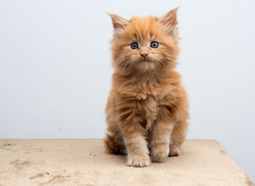 Maine Coon Kittens 7 Weeks Old...
