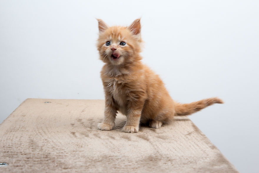 Maine Coon Kittens 7 Weeks Old...