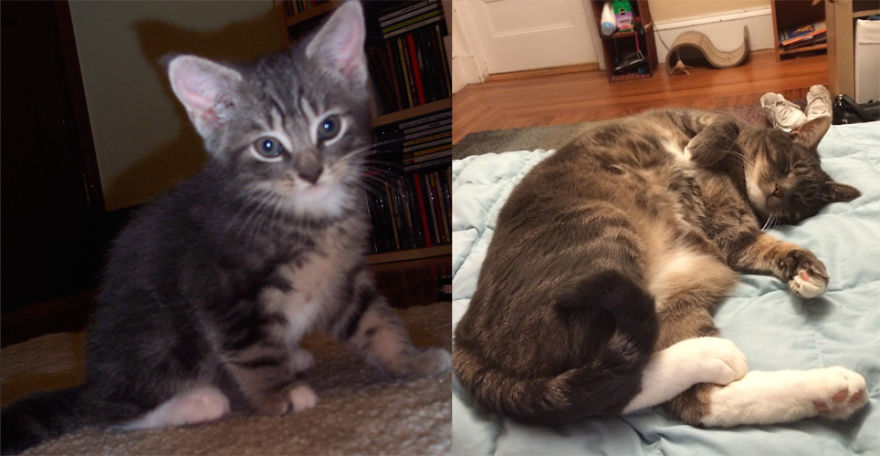 Mal, 6 Weeks And 8 Years... 16.25lbs Of Insistent Snuggletabby