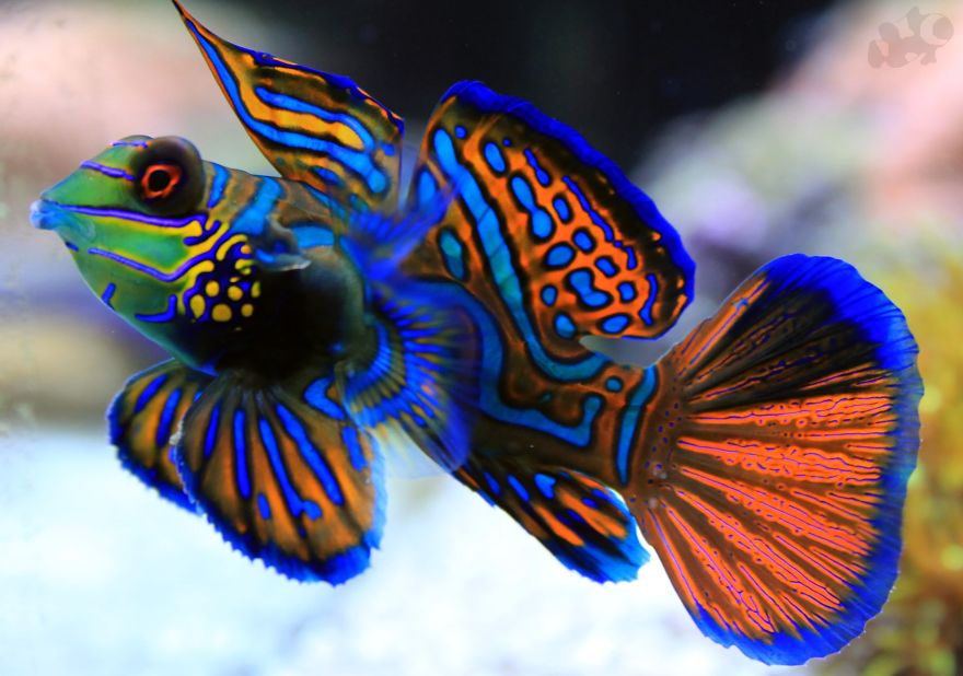 10 Incredibly Colorful Freshwater Aquarium Fishes