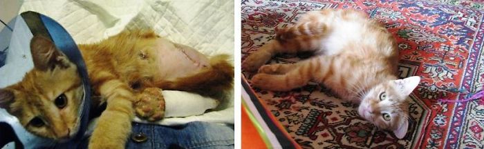 Mazdak, Found In Street Dragging Himself In His Blood And Now In His Forever Home