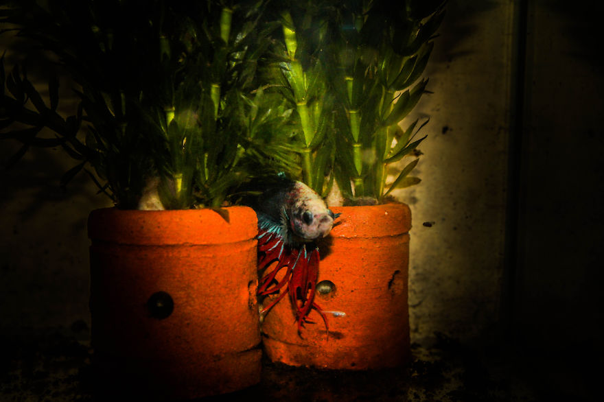 Meet The Amazing Dayak Crowntail Betta Fish