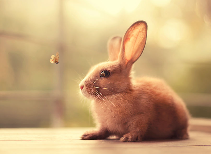 Real sweet bunny