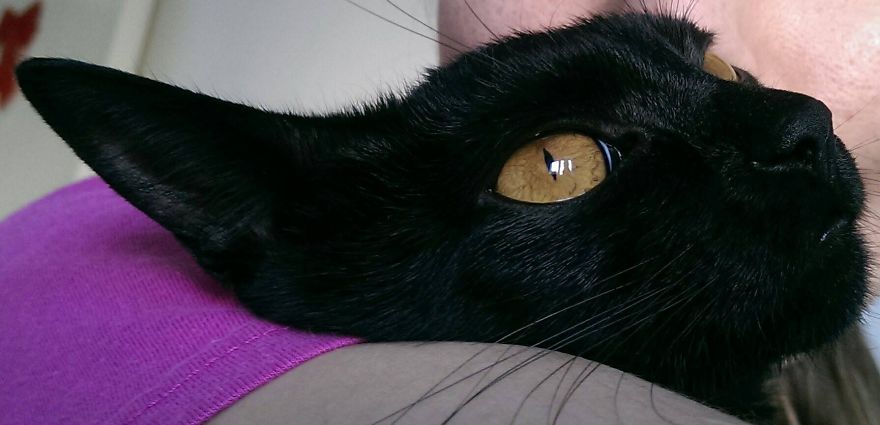 Rescued Cat