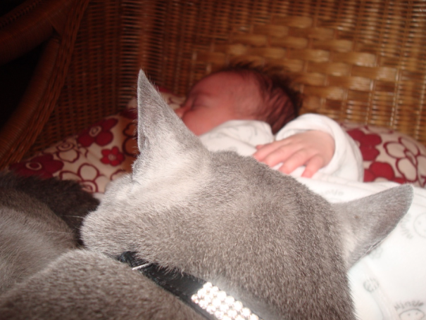 Our Russian Blue Cat Mister Beer Von Beerensteyn And Our First Born Baby Kiara
