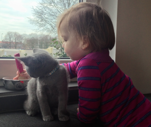Russian Blue Kitten Boris Czar Romanov I And Our Daughter Learning To Eat (with A Fork)