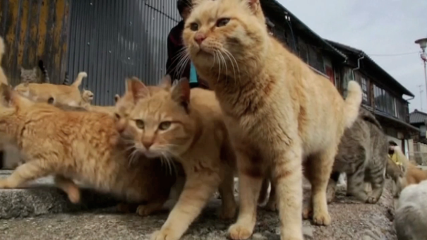 Cats Take Over On Japanese Cat Island