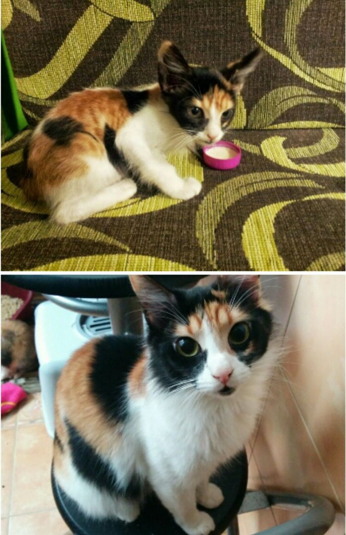 My Baby, Rata, Before And After