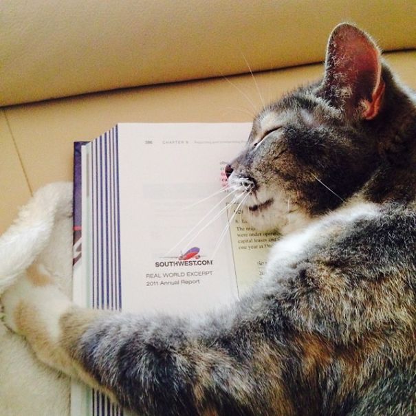 How Your Know Your Textbook Is Boring- It Puts The Cat To Sleep