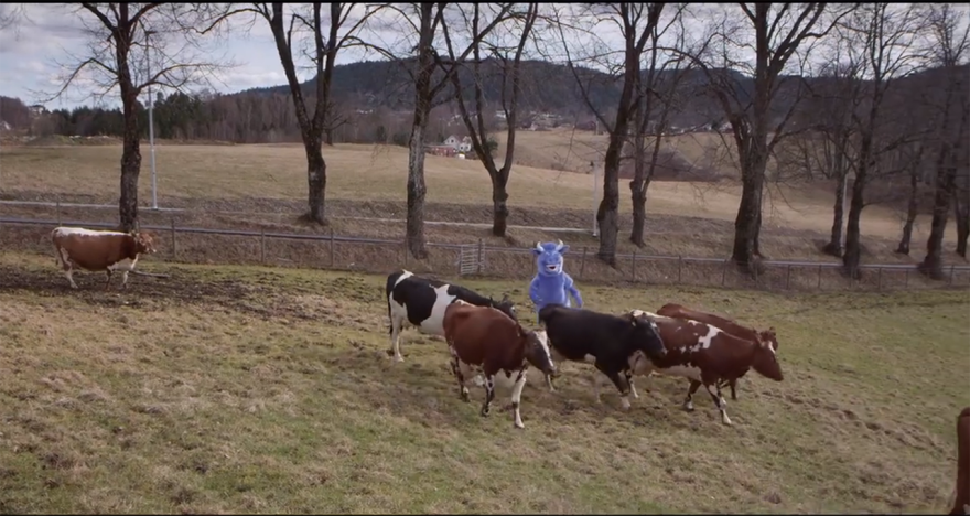 A Fairytale From Norway - The Spring Release Of Cows