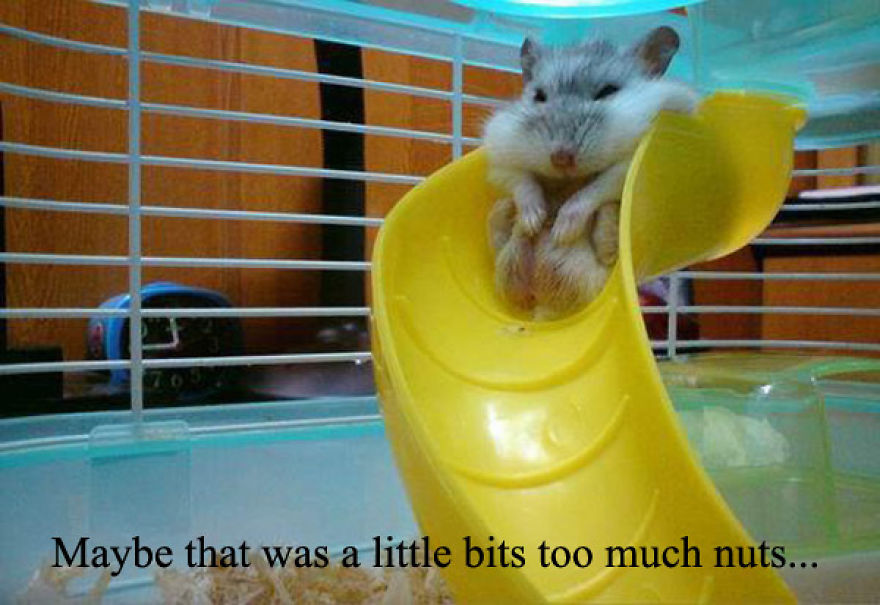 Sweet Hamsters That Will Melt Your Heart