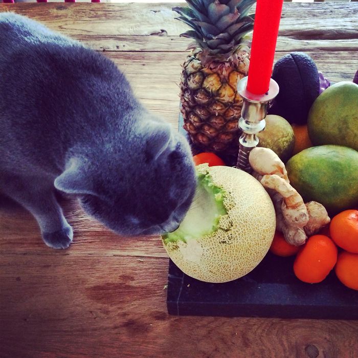 Cat Bores Through Melon