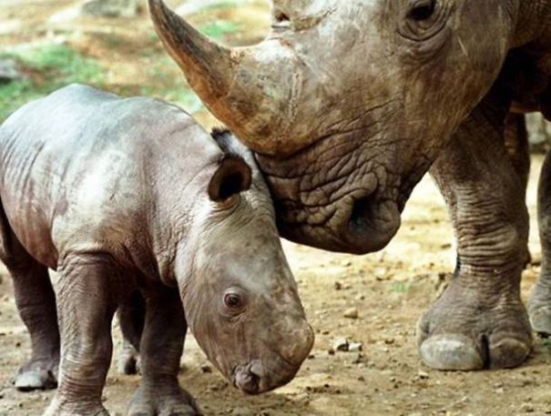 Top 10 Most Endangered Animals