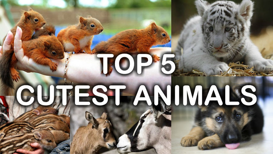 Top 5 Cutest Animals