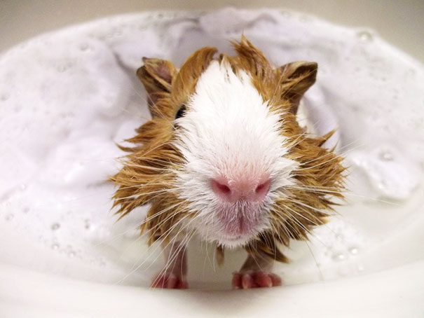 Guinea Pig Having Fun While Taking A Bath