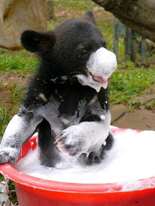 Bear Cub Taking A Bath