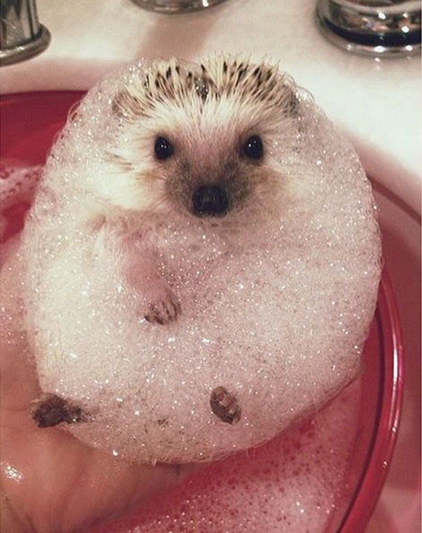 Mr. Needles Taking A Bubble Bath