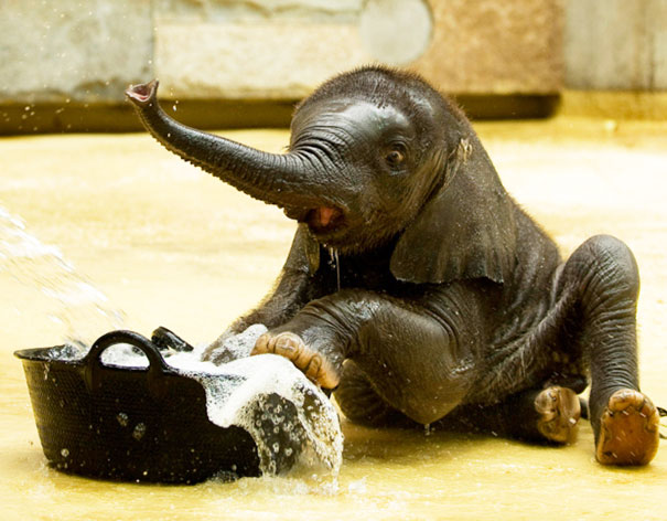 Baby Elephant Taking A Bubble Bath