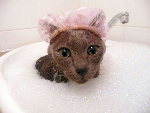 Cat Taking A Bubble Bath