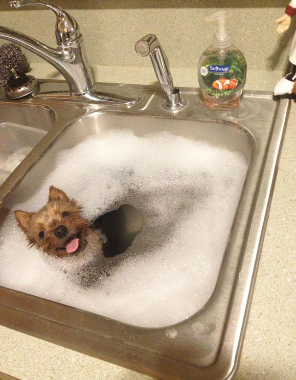 This Little Yorkie Who Is Super Happy Having His Bath