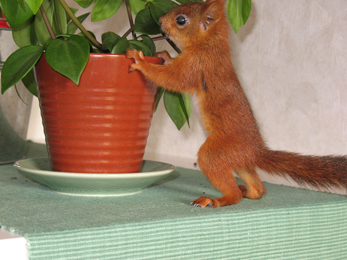 adopted-wild-red-squirrel-baby-arttu-finland-1