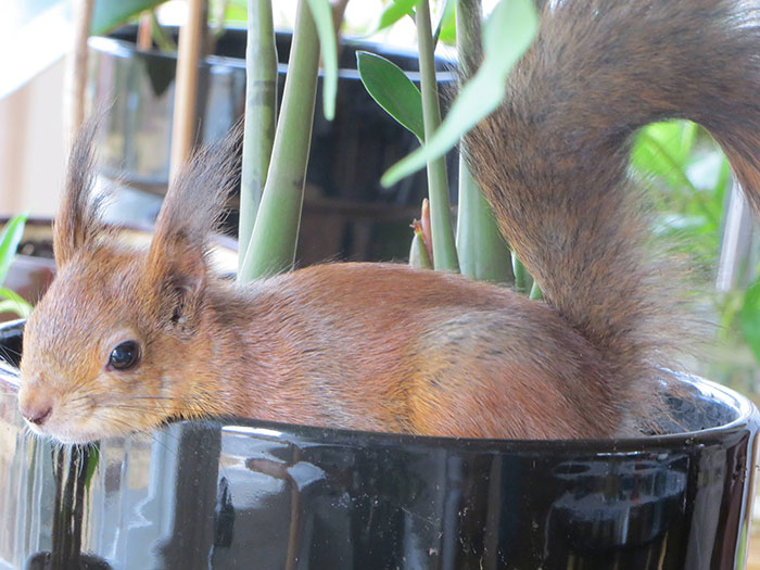 adopted-wild-red-squirrel-baby-arttu-finland-16