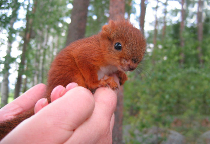 adopted-wild-red-squirrel-baby-arttu-finland-19