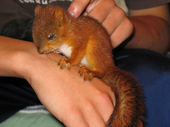 adopted-wild-red-squirrel-baby-arttu-finland-2