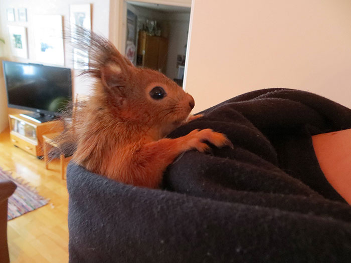 adopted-wild-red-squirrel-baby-arttu-finland-20