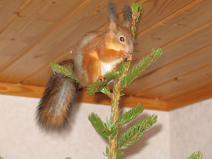 adopted-wild-red-squirrel-baby-arttu-finland-4