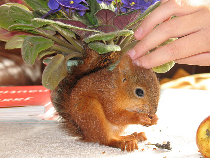 adopted-wild-red-squirrel-baby-arttu-finland-8