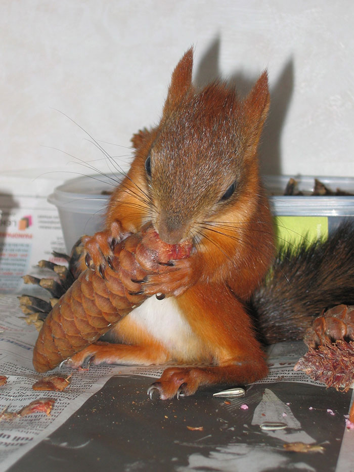A Badly Injured Baby Squirrel Gets Adopted By Humans