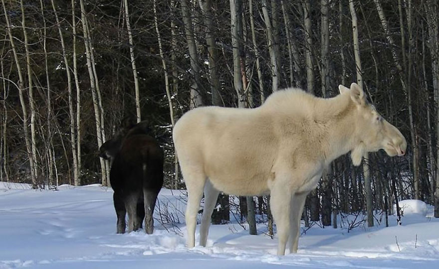 Albino Moose