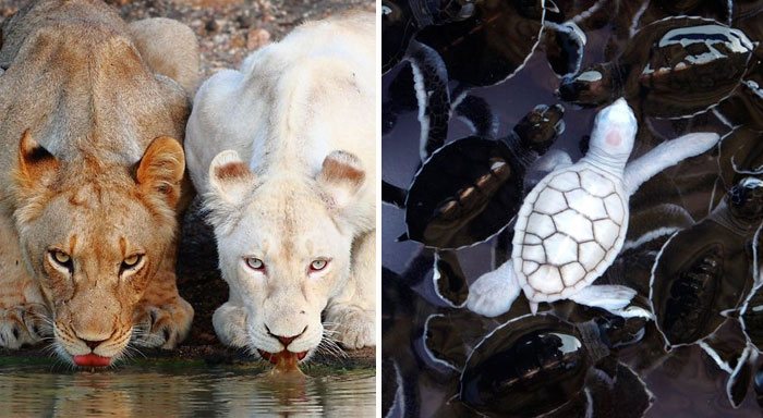48 Albino Animals That Don’t Need Color To Look Cool