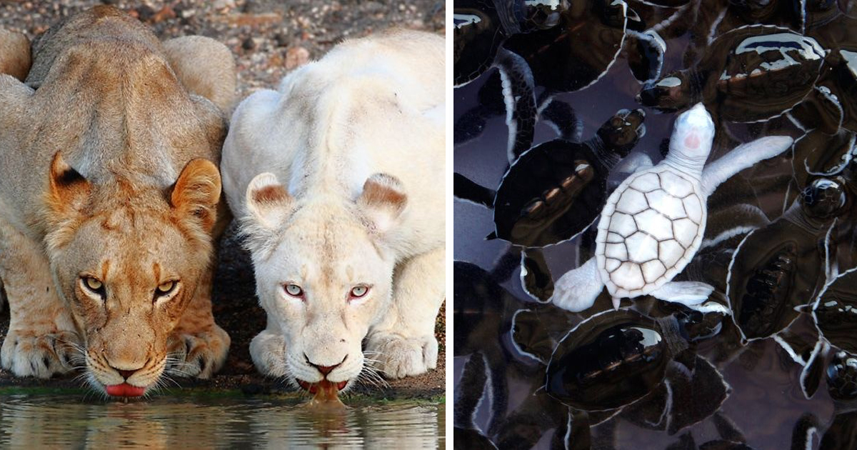 48 Albino Animals That Don't Need Color To Look Cool | Bored Panda