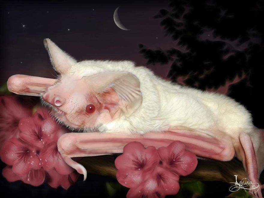 Albino Bat