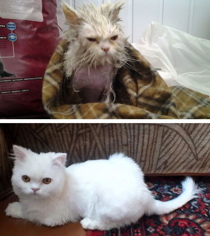 This Cat's Story Has A Very Happy Ending