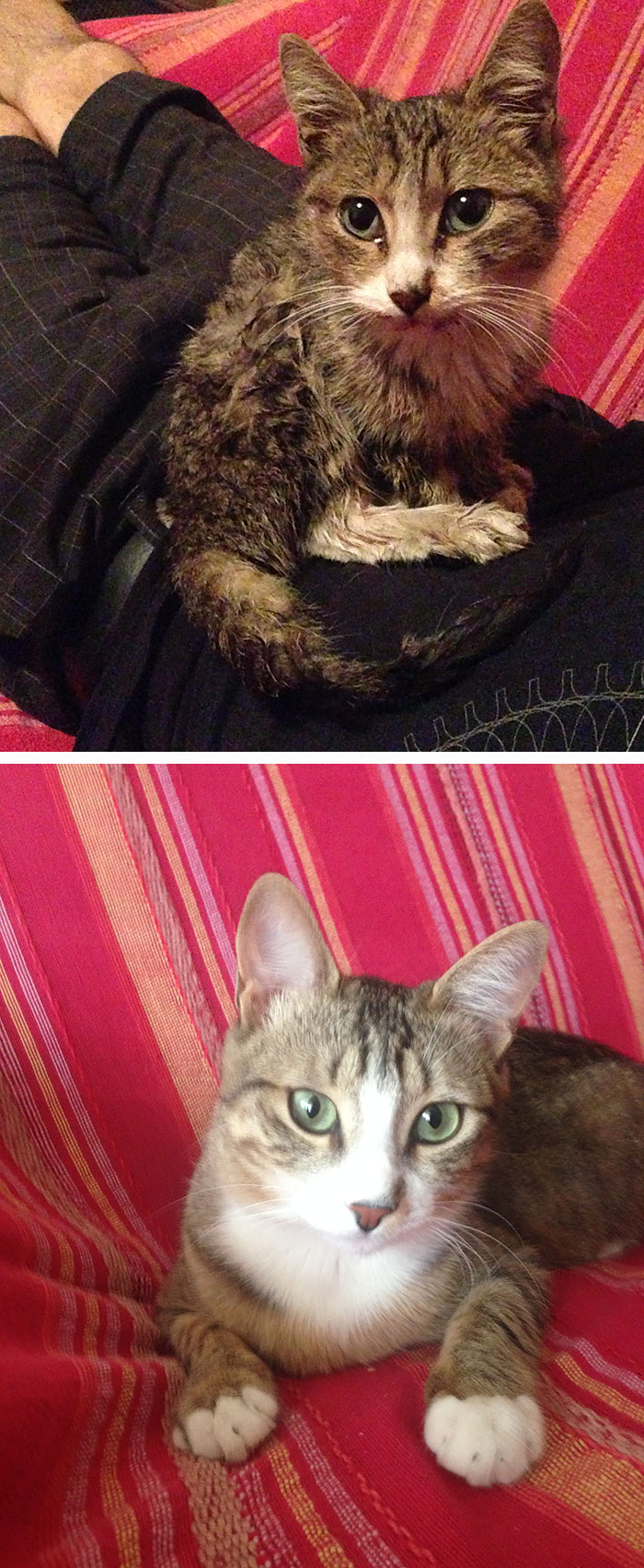 Tommy Had Been Poisoned, But He Was Found On The Street And Slowly Became Better