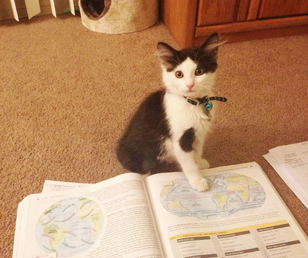 My Girlfriend's Kitten Was Helping Her Study