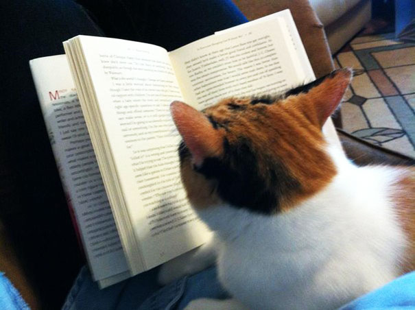 In My Free Time I Teach Underprivileged Cats How To Read
