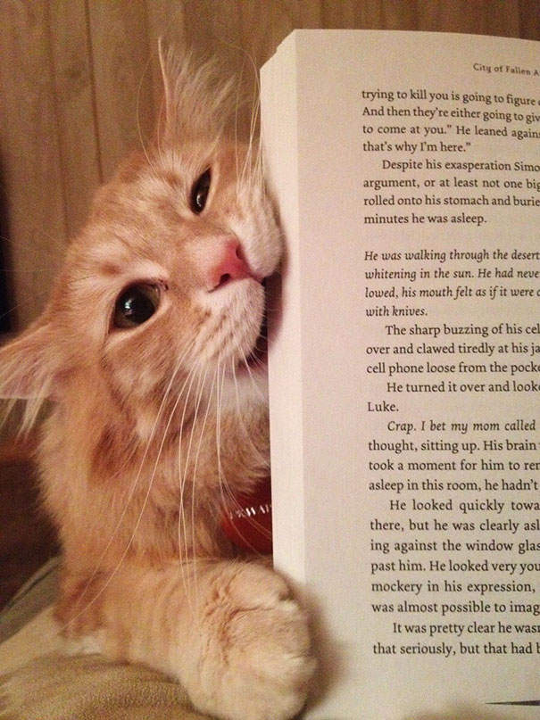 This Is Watson, He Does This Every Time I Open A Book