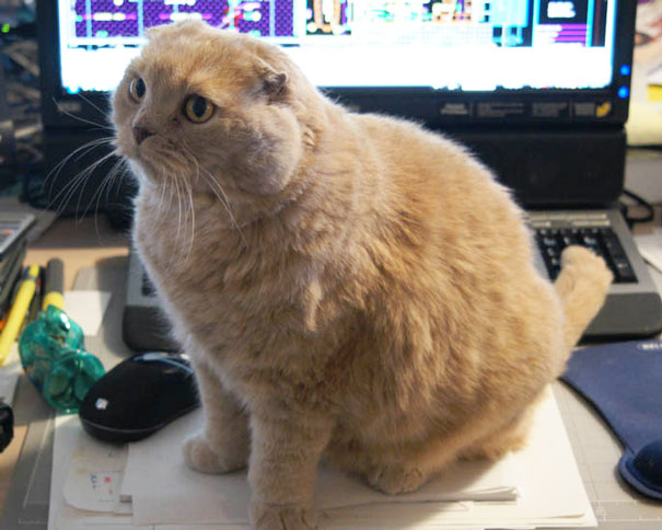 When I Sit In Front Of The Keyboard, That Means You Can’t Work On Your Computer Any More