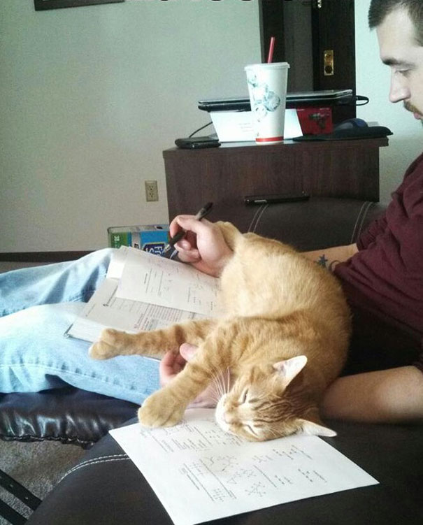 Trying To Study? Let Me Help You