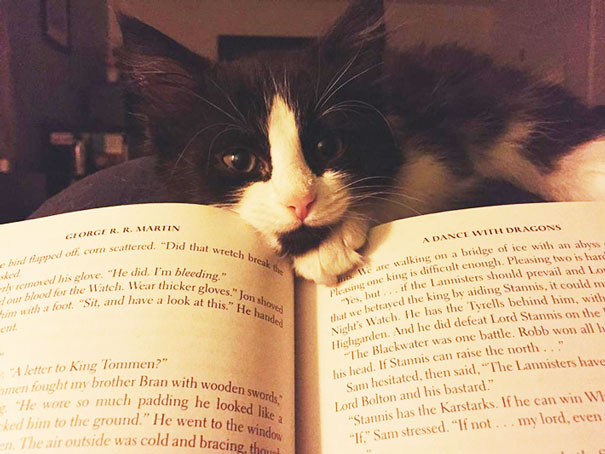 I Never Foresaw That It'd Be Impossible To Read With That Face Looking At Me