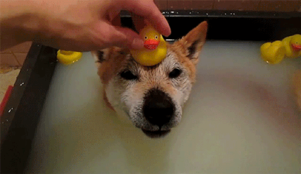Shibe Loves His Rubber Ducky