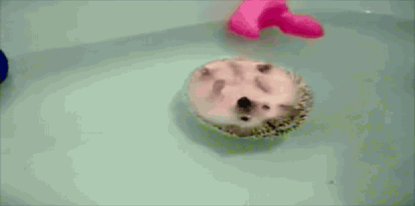 A Cute Hedgehog Floating In A Bath Tub