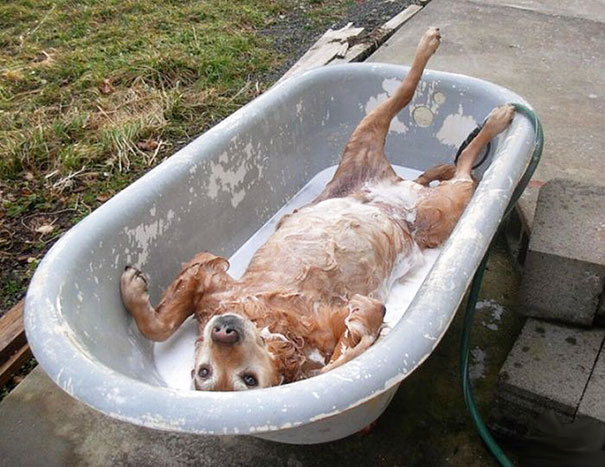 This Dog Really Loves Bathing