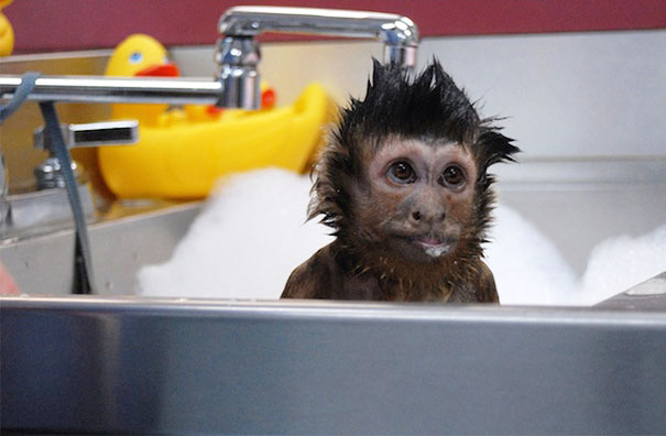 Cute Monkey Taking A Bath